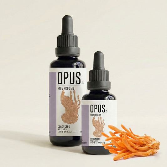 CORDYCEPS Militaris 