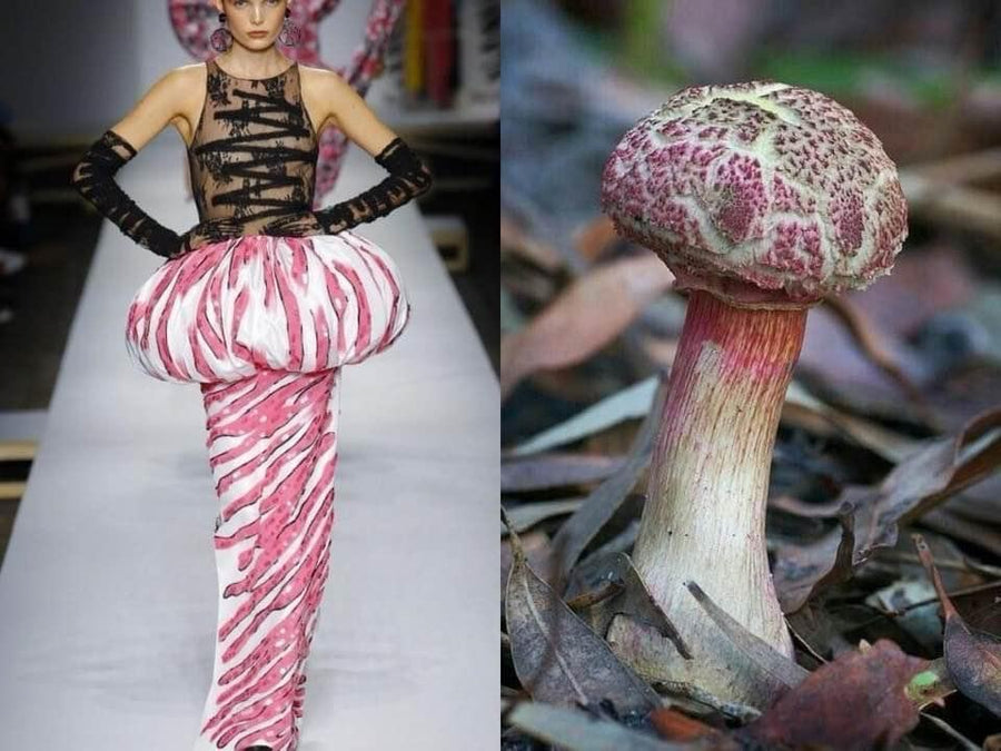Opus Mushrooms