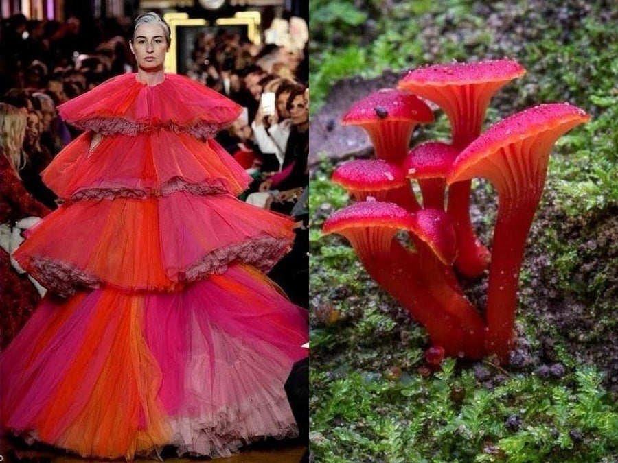Opus Mushrooms