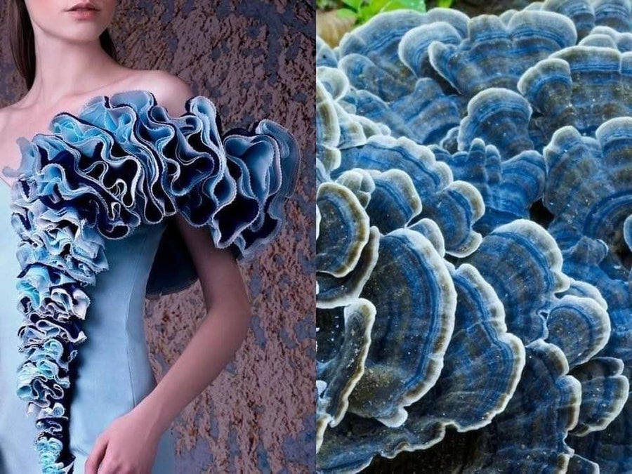 Opus Mushrooms