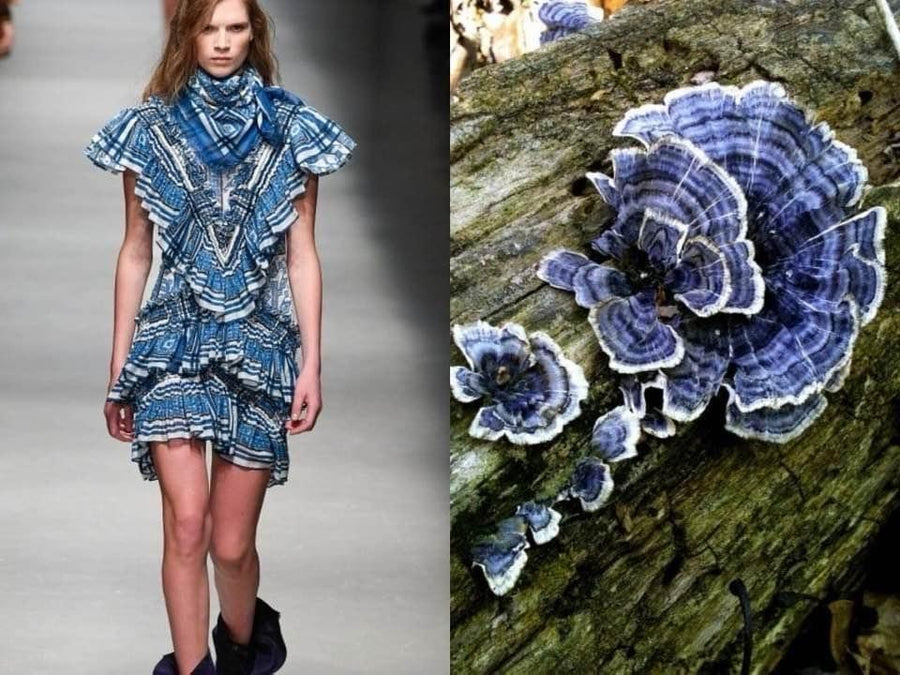 Opus Mushrooms