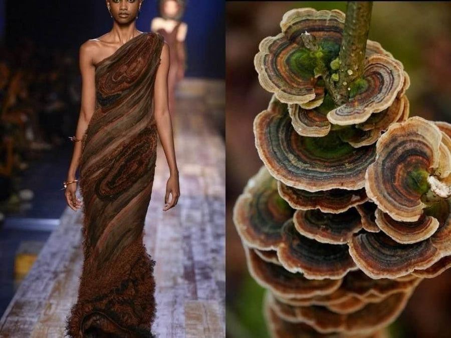 Opus Mushrooms
