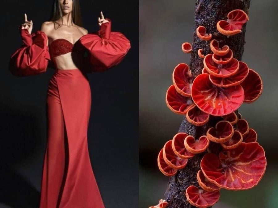 Opus Mushrooms