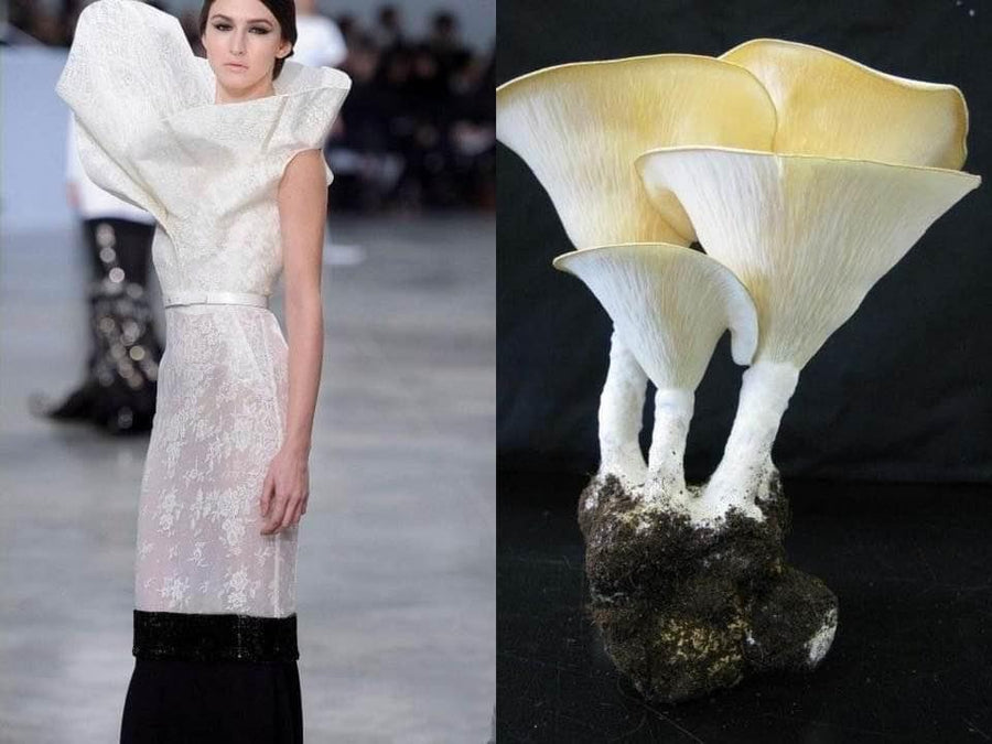Opus Mushrooms