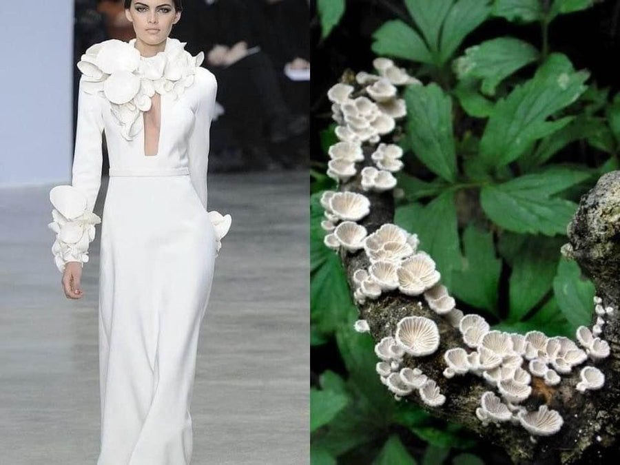 Opus Mushrooms