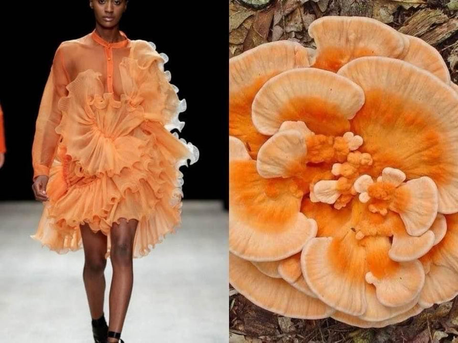 Opus Mushrooms