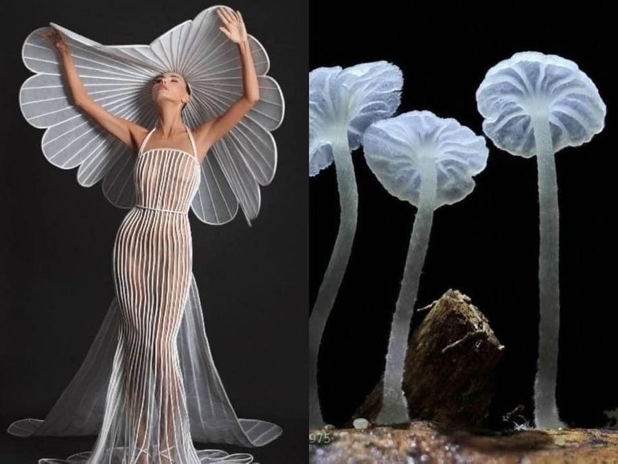 Opus Mushrooms