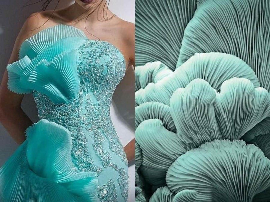 Opus Mushrooms