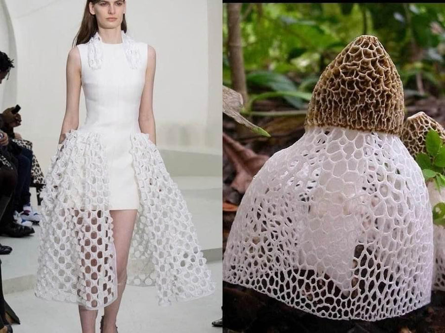 Opus Mushrooms