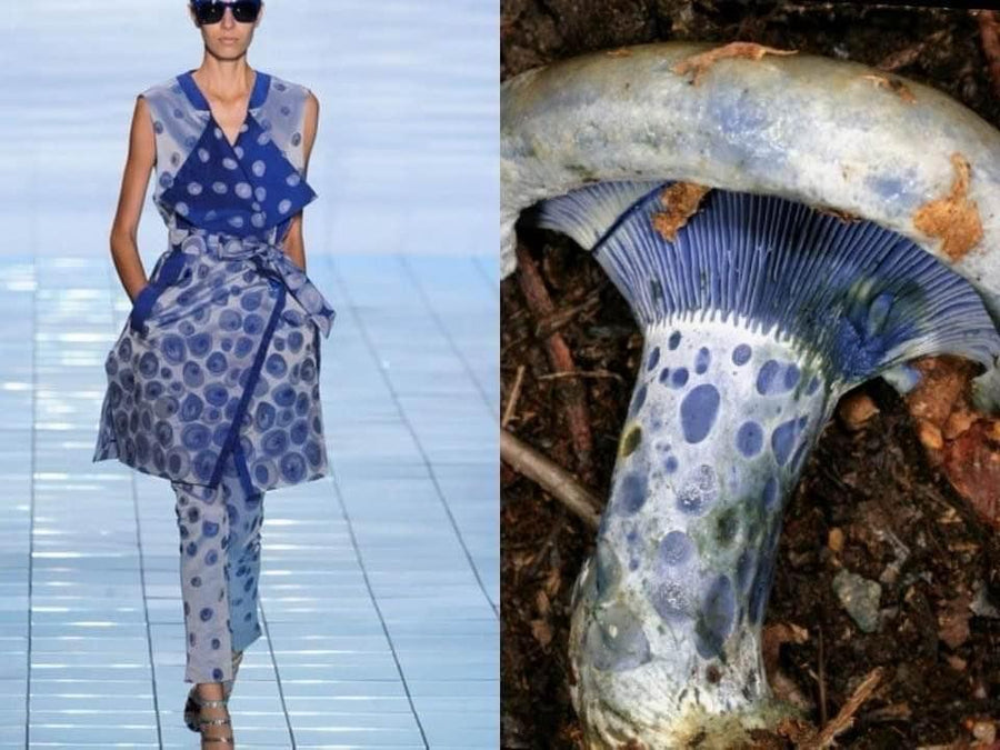 Opus Mushrooms