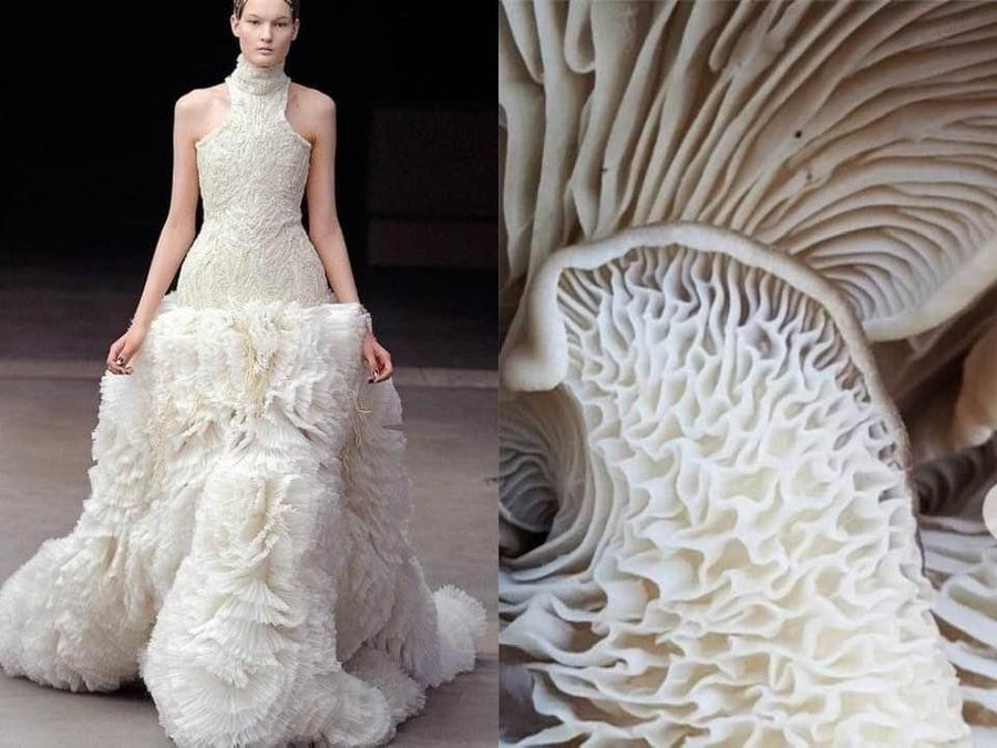 Opus Mushrooms