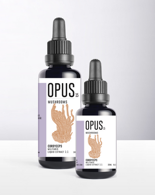 CORDYCEPS Militaris 